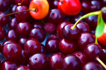 A handful of ripe cherries close up in a group