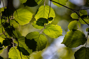 Leaves in the summer forest