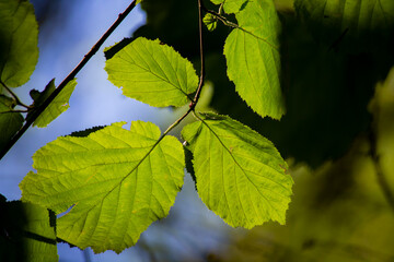 Leaves in the summer forest