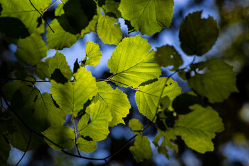 Leaves in the summer forest