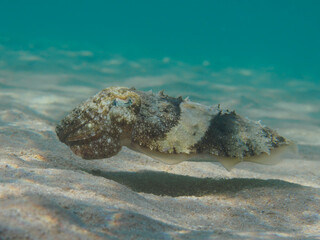 Pharaoh cuttlefish (Sepia pharaonis)  swimming over sand sea bottom underwater