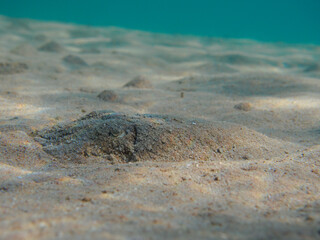 Pharaoh cuttlefish (Sepia pharaonis) hidden at sandy sea bottom underwater, selective focus on...