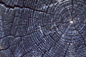 Fototapeta premium Old and rotten construction tree trunks and their surface