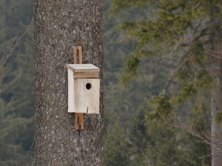 Nest box on a tree in the forest, Sowie Mountains, Poland