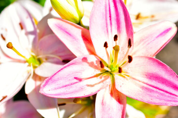 Yellow and pink Lily flowers in the garden in summer