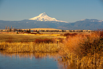 Mt Hood Oregon looming above a pond and wheat ranch near Maupin.