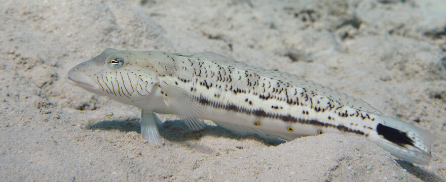  Speckled sandperch (Parapercis hexophtalma) tropical fish on sandy sea bottom underwater
