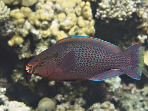 Colorful tropical sea fish (dusky parrotfish) near coral reef