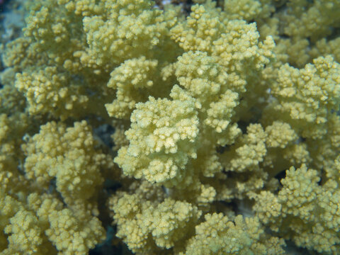 Soft coral ( Litophyton arboreum) underwater background