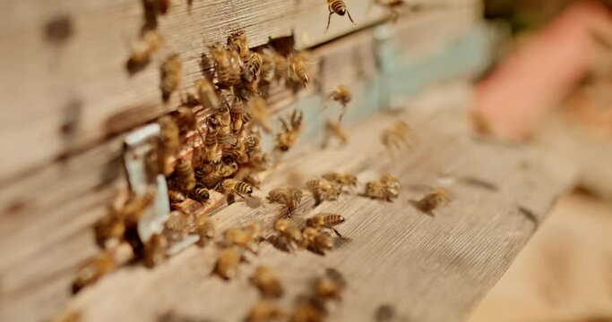 Close-up of bees crawling and flying near the hive, a swarm of bees. Breeding bees in an apiary. 4k, 10bit, ProRes