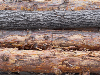 Pine raw logs background