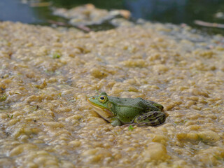 Edible frog in the pond