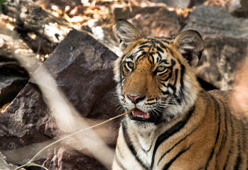 Tigress Krishna cub closeup, Ranthambore National Park