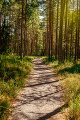 Fototapeta premium Sunny and beautiful forest walking trail. Rest in the forest.