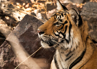 Tigress Krishna cub at  Ranthambore National Park