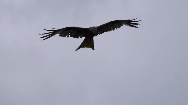 Slowmotion view of red kite gliding In A Cloudy sky, and looking for food,hunter eagle