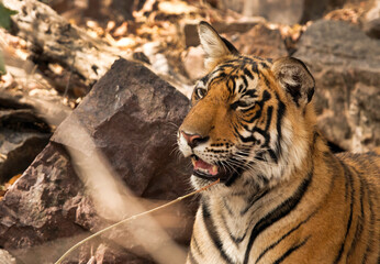 Portrait of tigress Krishna cub, Ranthambore National Park