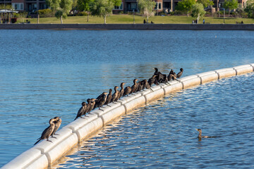 A gulp of double-crested cormorants sun themselves on a boom in Arizona's Tempe Town Lake.