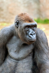 Obraz premium Western Lowland Gorilla Gorilla gorilla gorilla