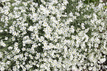 Beautiful small white flowers of Cerastium arvense tomentosum, gentle soft summer bouquet