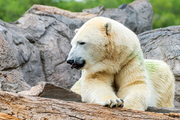 Polar Bear Ursus maritimus 