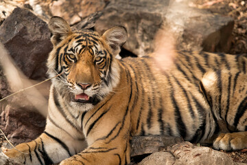 Fototapeta na wymiar Krishna cub at Ranthambore National Park
