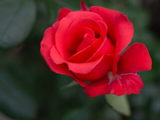 red rose in garden, soft focus