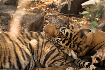 Krishna cubs resting under a tree, Ranthambore National Park