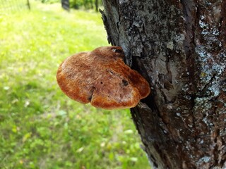 mushroom in the forest
