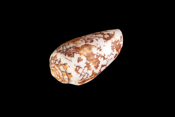 White-brown small conical sea shell isolated on black background