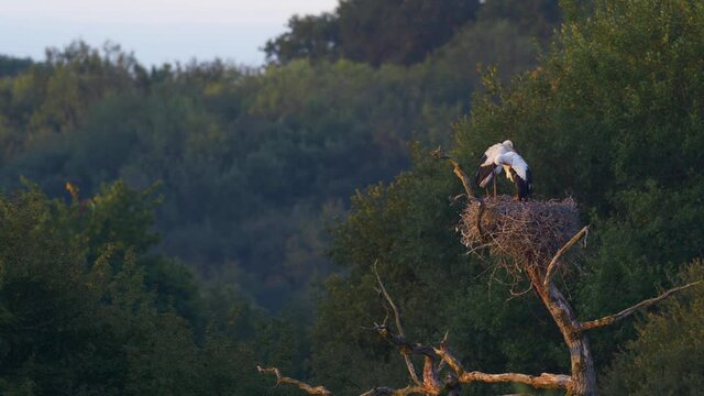 A pair of white storks perch on their large messy nest in a dead tree one snoozes while the other lazily preens its black and white plumage in the early morning sunlight