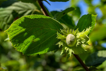 Raw green hazelnut grows on a tree branch with leaves.