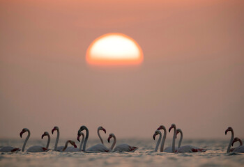Greater Flamingos and the morning sun, Asker coast, Bahrain