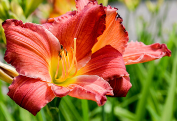 Red lily in the garden