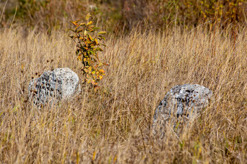 Tombstones on a background of dry grass in a cemetery.