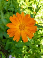 orange marigold flower