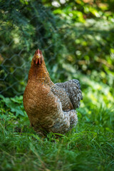 Bielefelder hen in nature background