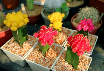 Collection of Colorful Potted Hibotan Cacti pr Moon Cactus Plants at House Veranda