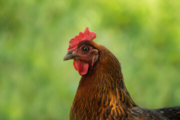 Hen in a summer meadow