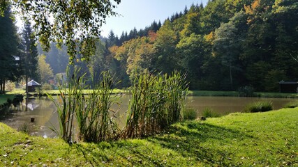 Fototapeta premium Schilf am See 