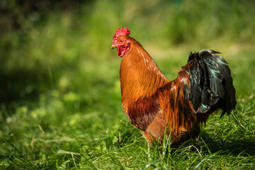 New hemshire rooster in a summer meadow