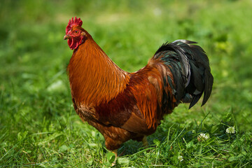 New hemshire rooster in a summer meadow