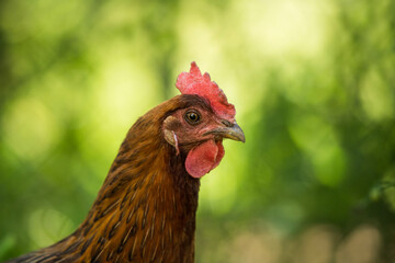 Hen in a summer meadow