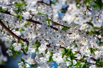 Beautiful flowering cherry. Background with flowers on a spring day.