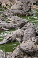 many crocodiles lie alternately in the water. Natural background