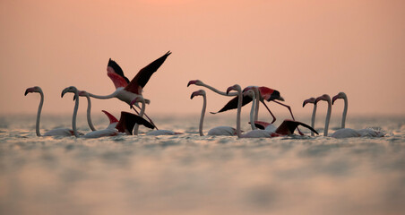 Greater Flamingos flying in the morning hours at Asker coast, Bahrain