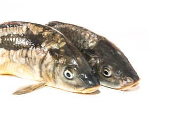 Fresh fish from the lake