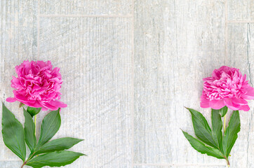 Beautiful pink peony flowers on white grey stone background with copy space for your text top view and flat lay style. Greeting card and romantic concept.