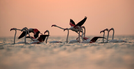 Greater Flamingos takeoff in the morning at  Asker coast, Bahrain