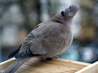 Surprised pigeon on the bird feeder